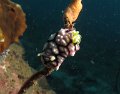 Chromodoris geometrica